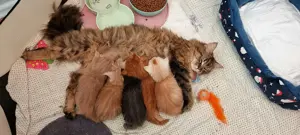 5 reinrassige Maine Coon Kitten - zum verlieben   