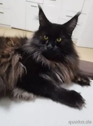 Maine Coon XXXL Kitten  Bild 10
