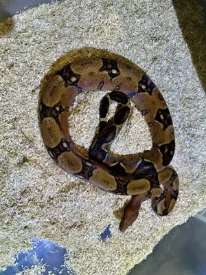 1,0 Berry Blood Pos VPI Boa constrictor