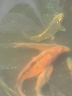 Koi suchen Teich 