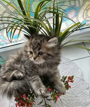 reinrassige perser kitten baby katzen