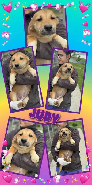 zuckersüßes Welpenmädchen "Judy" sucht ein schönes Zuhause 