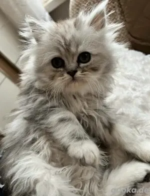 reinrassige perserkitten baby katze