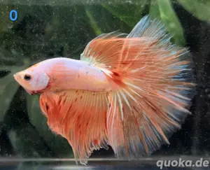 Kampffisch Männchen Betta splendens Halfmoon 