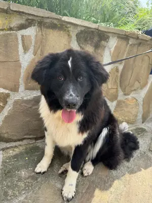 Tierschutzhund Blacky zu vermitteln 10Monate