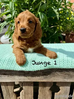 Cockapoo   Cockerpoo Junge sucht Familie für's Leben 