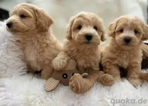 Maltipoo Welpen Familienlieblinge suchen ein liebevolles Zuhause!  Unsere zuckersüßen Maltipoo Welpe