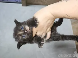 Reinrassige Maine coon Babys 