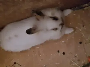 10 Zwergkaninchen Löwenköpfchen zu verkaufen  Bild 4