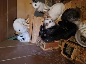 10 Zwergkaninchen Löwenköpfchen zu verkaufen 