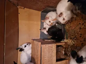 10 Zwergkaninchen Löwenköpfchen zu verkaufen  Bild 3