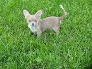 Chihuahua Welpen m w abzugeben Bild 8
