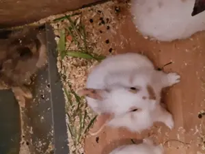 10 Zwergkaninchen Löwenköpfchen zu verkaufen  Bild 2