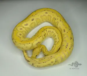1.0 Black Pastel Spotnose Coral glow Clown (proven breeder) NZ19