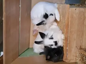10 Zwergkaninchen Löwenköpfchen zu verkaufen  Bild 5