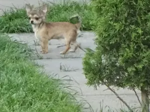 Chihuahua Welpen m w abzugeben Bild 2