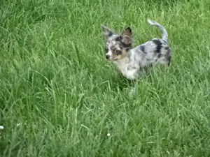 Chihuahua Welpen m w abzugeben Bild 3