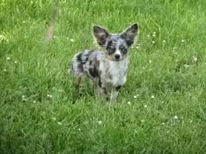 Chihuahua Welpen m w abzugeben Bild 9