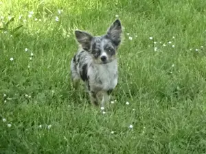 Chihuahua Welpen m w abzugeben Bild 5