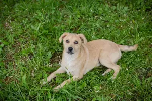 Wekpe *LINUS* Der kleine Hundemann genießt mit seinen Kumpels die Welpenzeit in vollen Zügen