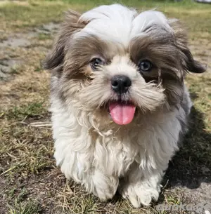Shih-Tzu Hündin 