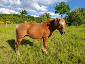 Pferd Haflinger abzugeben als Beistellpferd
