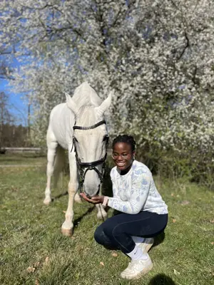Tunierpferd für Dressur oder springen 