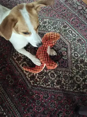 Jack Russel Rüde zu verkaufen