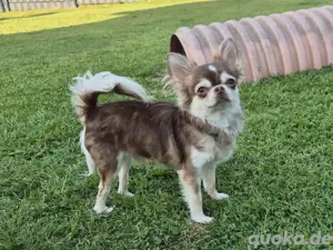 kleiner Chihuahua Husky Rüde sucht Traumschloss