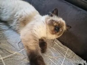 Birma Europäisch Kater