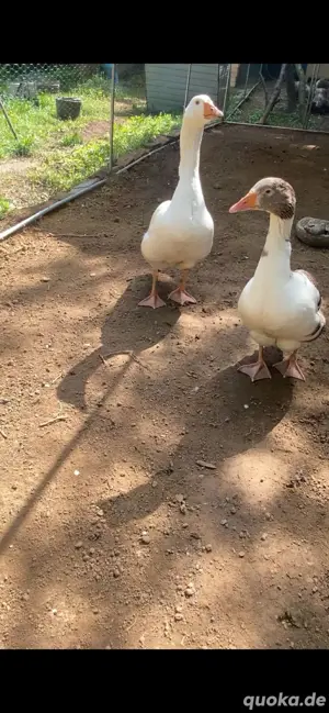 ein Pärchen Gänse zu verkaufen