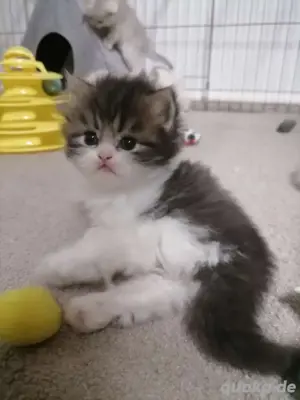 Bkh Babys Katze lang und Kurz haare 