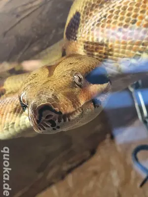 Boa  Constrictor mit Terrarium