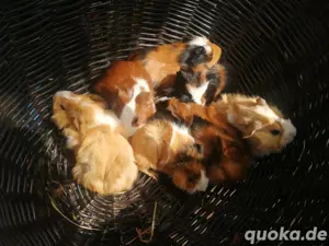Bunte 13 Wo. Babys Rosetten Glatthaar Meerschweinchen Böcke Jungs Männlich 
