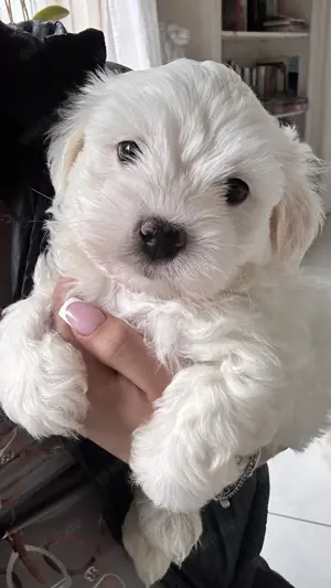 Süßer Malteser-Shih-tzu Welpe Bild 3