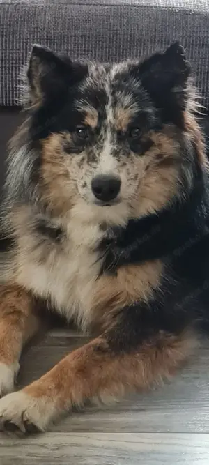 liebevoller Pomsky Rüde 