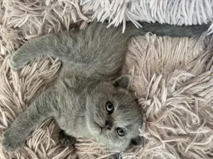 Blue lilac Britisch Kurzhaar BKH reinrassig Kitten Katze Mädchen 