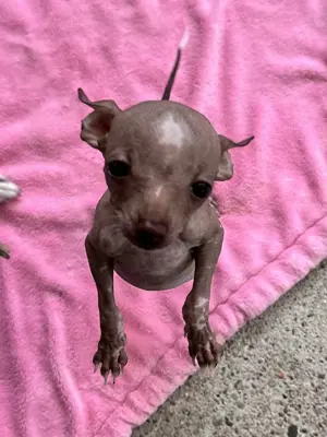 RESERVIERT BIS 01.06.25 !!! Juniper Mix Chihuahua Chinese Crested Xoloitzcuintle