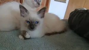 Reinrassige Heilige Birma Kitten, 12 Wo. alt, bei Schwerin