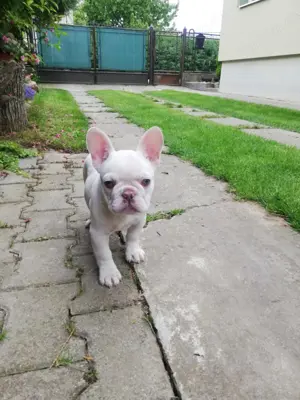 Reinrassige fanzösische Bulldogge Welpe BuB Creme Papa Merle Blue Bild 6