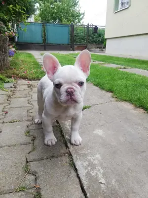 Reinrassige fanzösische Bulldogge Welpe BuB Creme Papa Merle Blue Bild 8