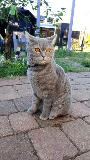 Britisch Kurzhaar Kater  Markis , 4,5 Jahre, kastriert