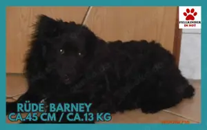 Kroatischer Schäfer Mix Barney sucht ein Zuhause