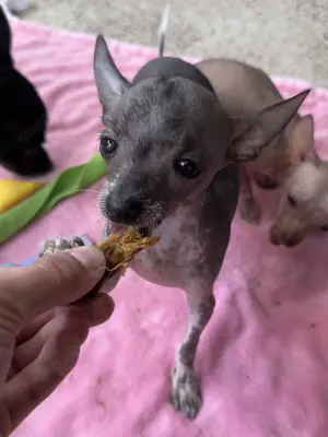 LETZTER WELPE !!! Venice Mix Chihuahua Chinese Crested Xoloitzcuintle