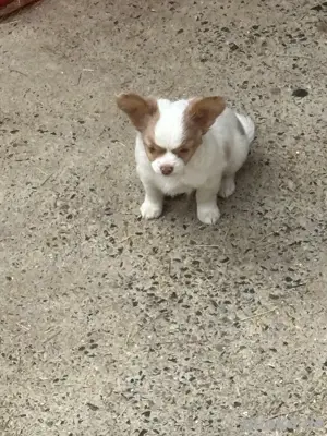 2 Rüden Chihuahua Welpen Langhaar sofort zu verkaufen 