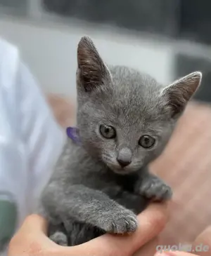 3 reinrassige Russisch Blau Kitten zu verkaufen für Allergiker Bild 2