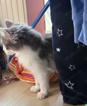 Baby Kater zu verkaufen 