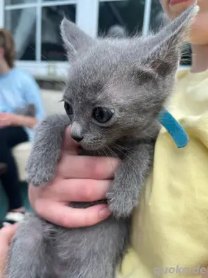 3 reinrassige Russisch Blau Kitten zu verkaufen für Allergiker Bild 5