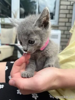 3 reinrassige Russisch Blau Kitten zu verkaufen für Allergiker Bild 3