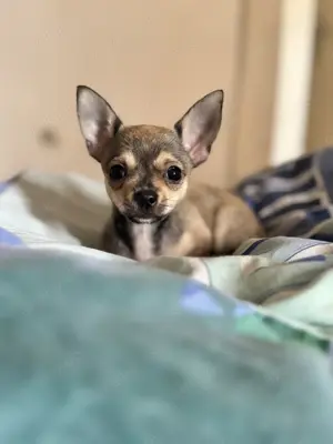  Mini Chihuahua Welpe sucht dich zum kuscheln.